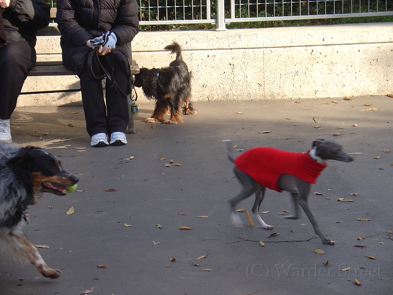 Nyc Dog Park 02.jpg